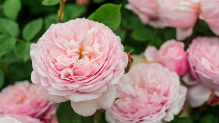 22 Fragrant Flowers That Will Make Your Spring Garden Smell Amazing