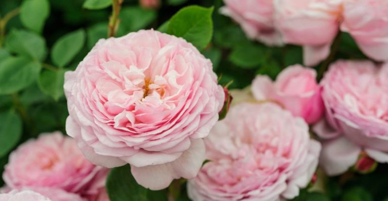 22 Fragrant Flowers That Will Make Your Spring Garden Smell Amazing