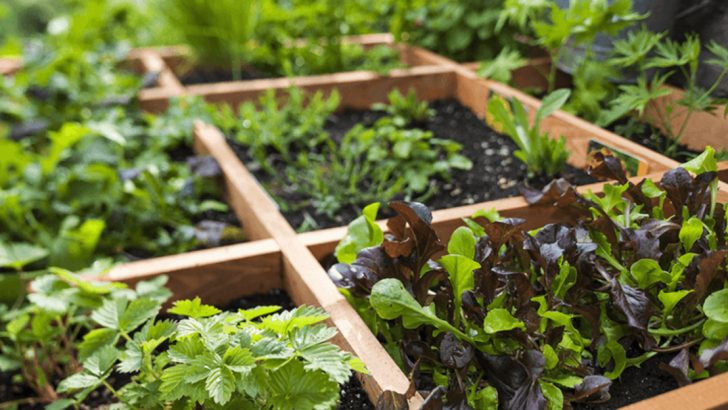 22 Gardening Rules That Experts Say You Should Break