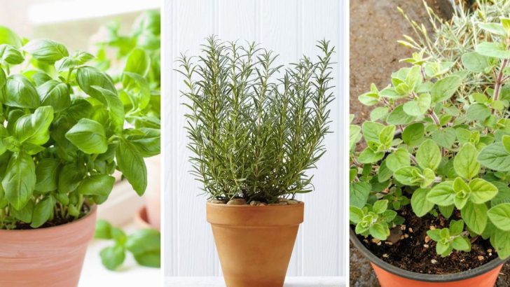 22 Herbs Every Grillmaster Should Be Growing At Home