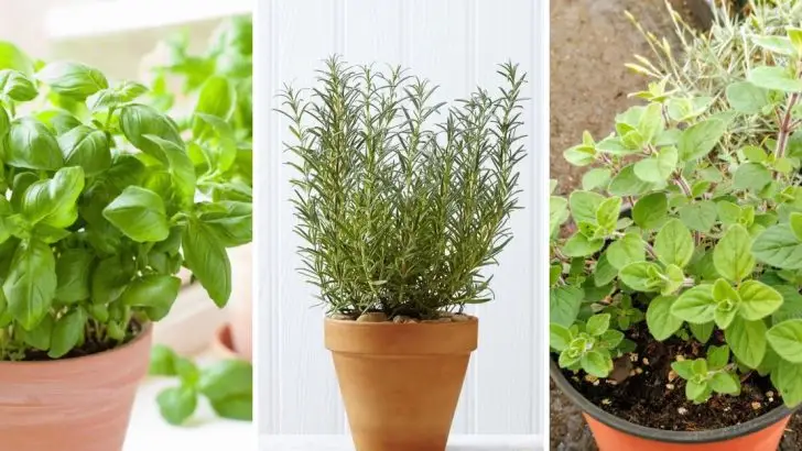 22 Herbs Every Grillmaster Should Be Growing At Home