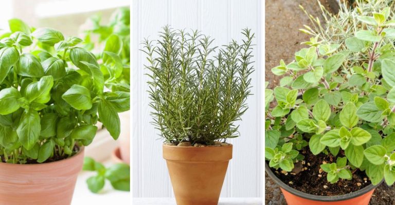 22 Herbs Every Grillmaster Should Be Growing At Home