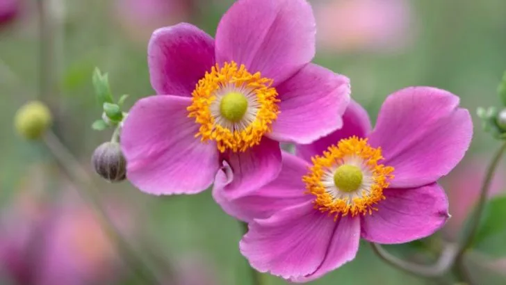 22 Must-Have Perennials to Fill Every Part of Your Yard with Color