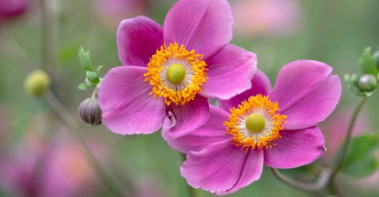 22 Must-Have Perennials to Fill Every Part of Your Yard with Color