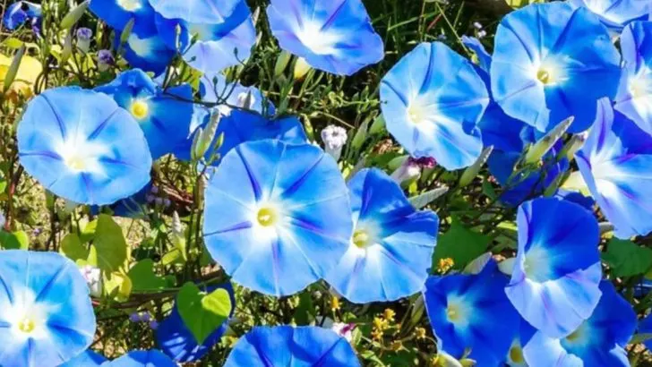 22 Perennial Vines Your Garden Can’t Go Without