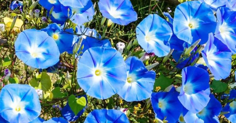 22 Perennial Vines Your Garden Can’t Go Without