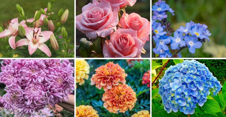 22 Plants Associated with Honoring Lost Loved Ones