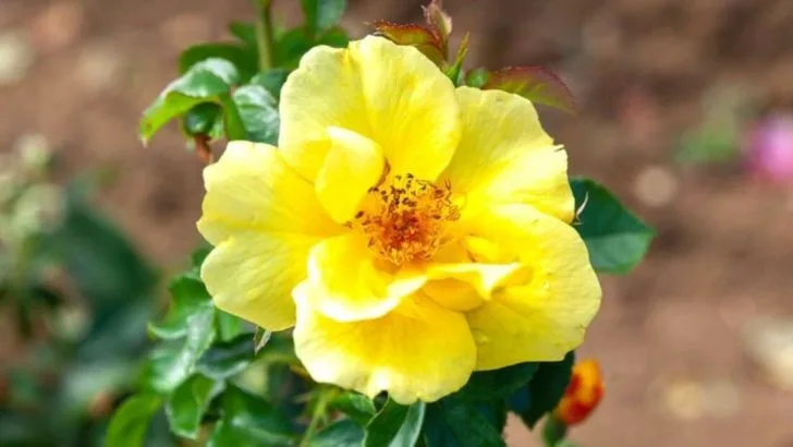 22 Plants You Can Grow in Places They Shouldn’t Survive