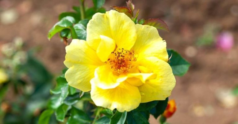 22 Plants You Can Grow in Places They Shouldn’t Survive