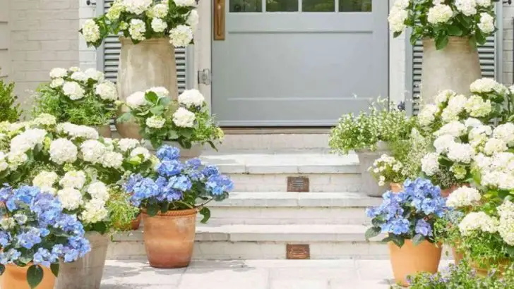 22 Porch Plants That Make Any Entrance Feel Warm and Welcoming