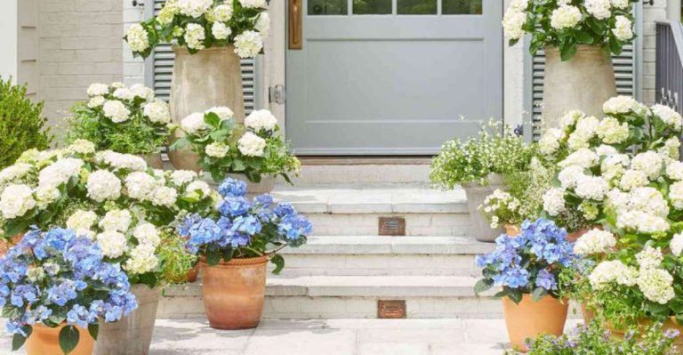 22 Porch Plants That Make Any Entrance Feel Warm and Welcoming