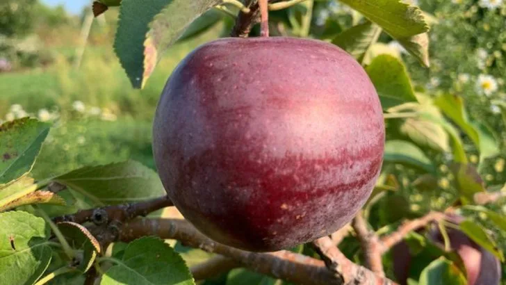 21 Rare and Delicious Heritage Apple Varieties for Your Garden