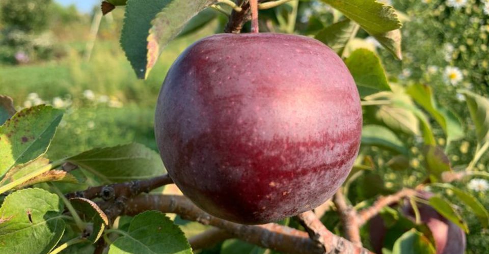 Rare Color Appels 21 Rare and Delicious Heritage Apple Varieties for Your Garden - Plantisima