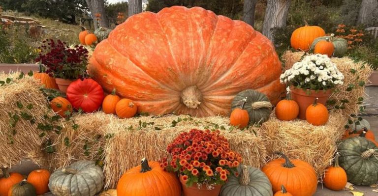 22 Record-Breaking Giant Vegetables (And How They Grew)