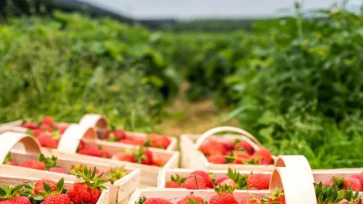 22 Secret Tricks for Growing the Juiciest, Sweetest Strawberries Ever