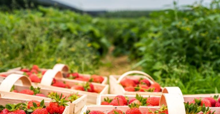 22 Secret Tricks for Growing the Juiciest, Sweetest Strawberries Ever