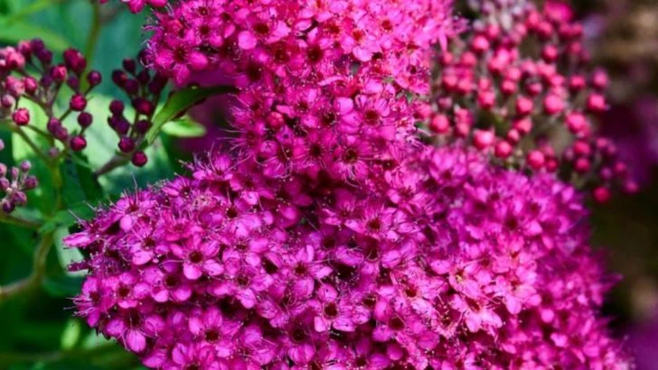 22 Shrubs You Should Never Hard Prune (Unless You Want to Ruin Them)