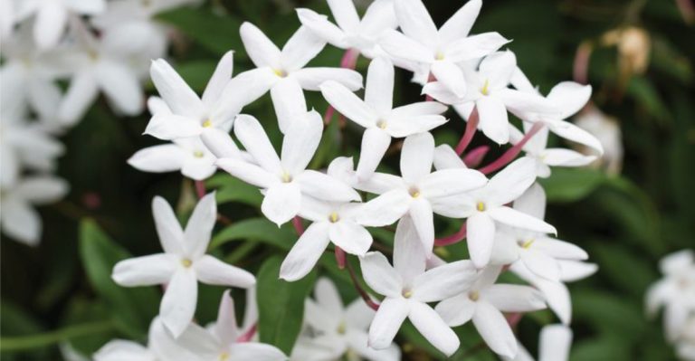 22 Stunning Pergola Plants That Will Transform Your Outdoor Space