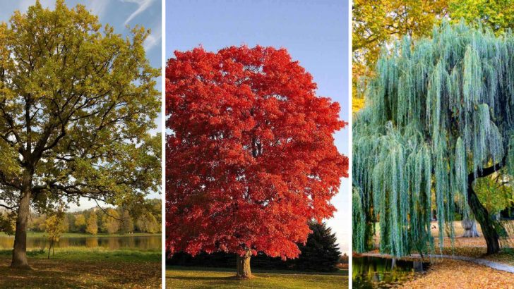 22 Trees That Provide Food and Shelter for Wildlife