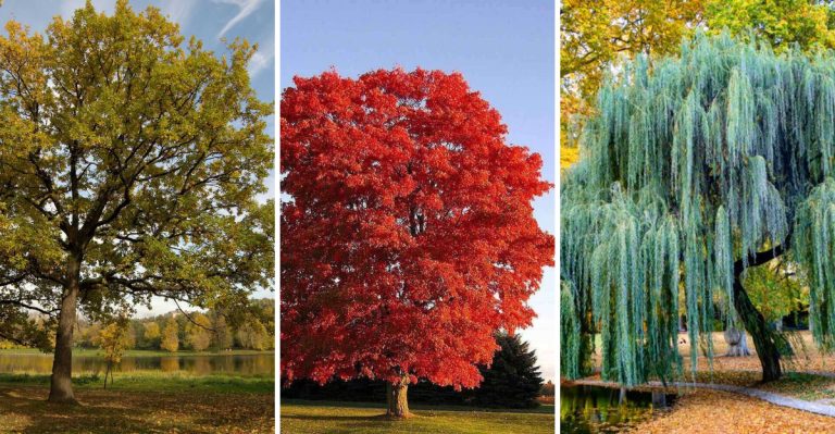 22 Trees That Provide Food and Shelter for Wildlife