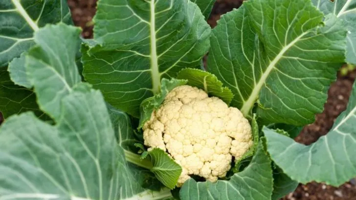 22 Vegetables That Just Aren’t Worth It – Here’s What to Grow Instead