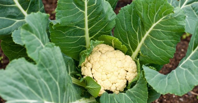 22 Vegetables That Just Aren’t Worth It – Here’s What to Grow Instead
