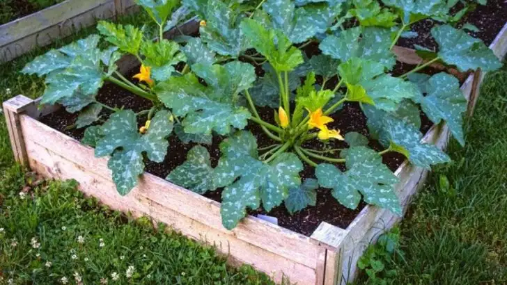 22 Vegetables You Can Grow in a Single Raised Bed