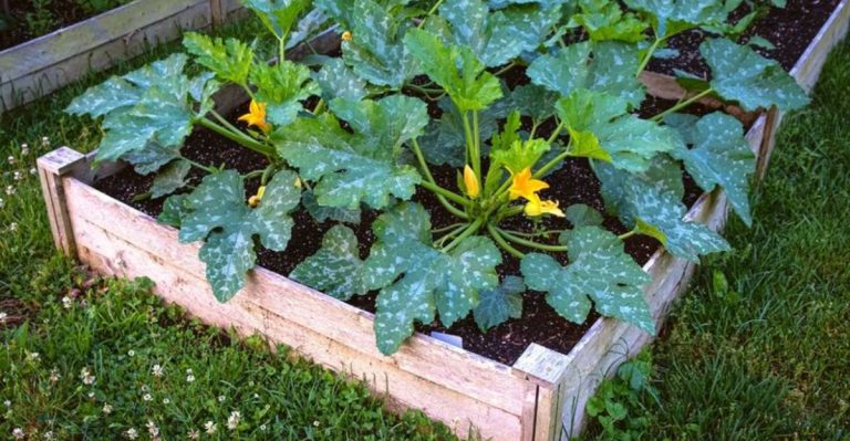22 Vegetables You Can Grow in a Single Raised Bed