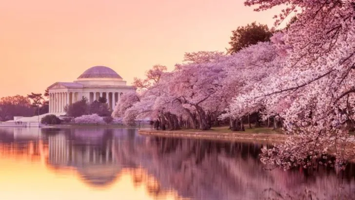 22 Vibrant Flower Fields in the USA You Need to Visit