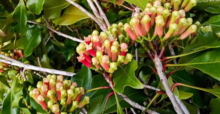 23 Beautiful Plants That Have Been Used in Spiritual Rituals for Centuries