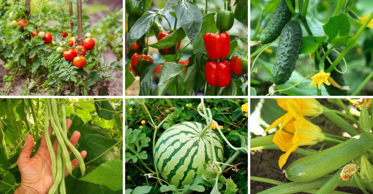 23 Best Vegetables To Grow On A Trellis