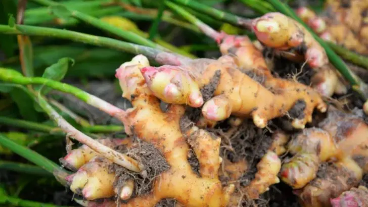 23 Delicious Vegetables That Are Hiding Underground and Full of Flavor