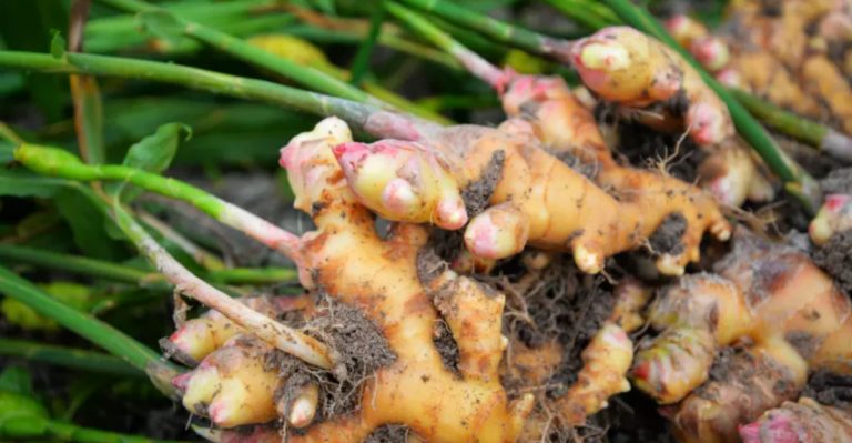 23 Delicious Vegetables That Are Hiding Underground and Full of Flavor