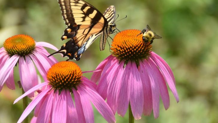 23 Drought Tolerant Native Plants That Keep Your Garden Blooming