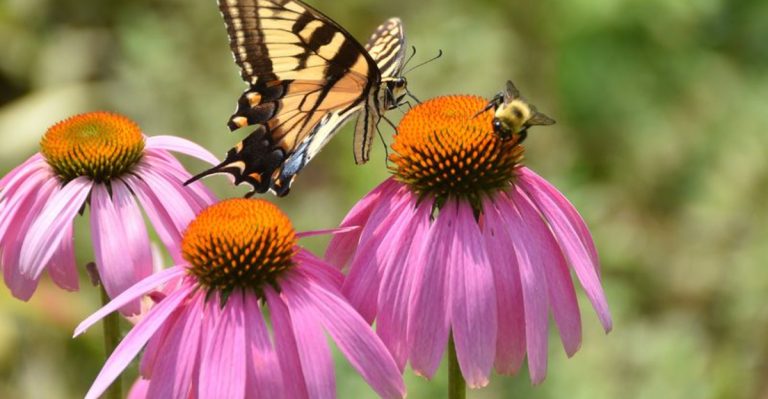 23 Drought Tolerant Native Plants That Keep Your Garden Blooming