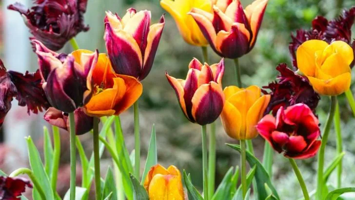 23 Early Spring Stars That Wake Up Sleepy Idaho Gardens