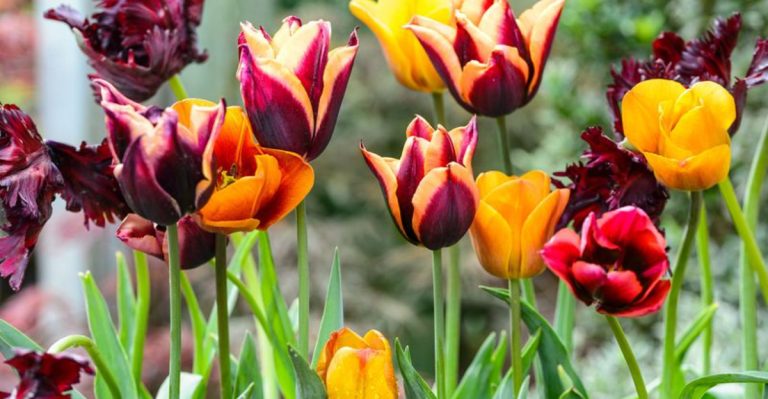 23 Early Spring Stars That Wake Up Sleepy Idaho Gardens