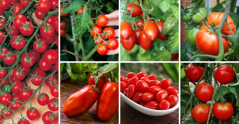 23 Easiest Tomato Varieties To Grow For Beginners