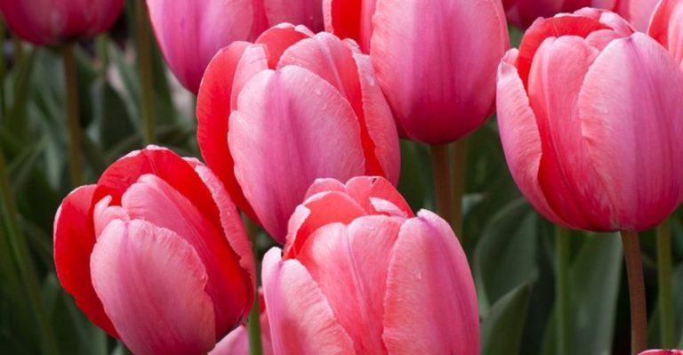 23 Flowers That Bloom in Early Spring for Those Who Can’t Wait