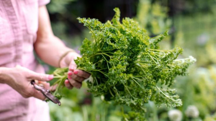 23 Herbs That Thrive on Neglect and Still Taste Amazing