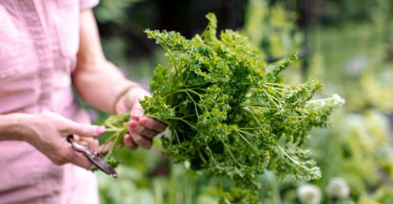 23 Herbs That Thrive on Neglect and Still Taste Amazing