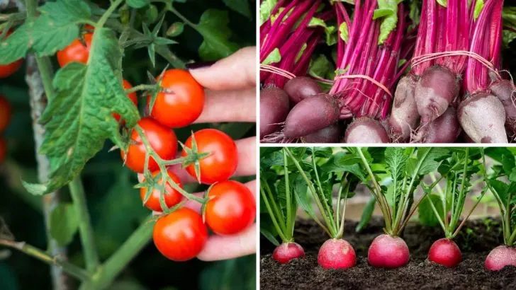 23 High-Yield Crops for Small Gardens