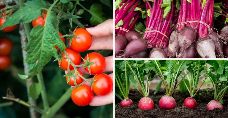 23 High-Yield Crops for Small Gardens