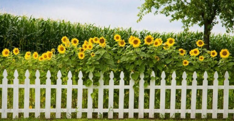 23 Living Fences That Block Noise in Noisy East Coast Suburbs