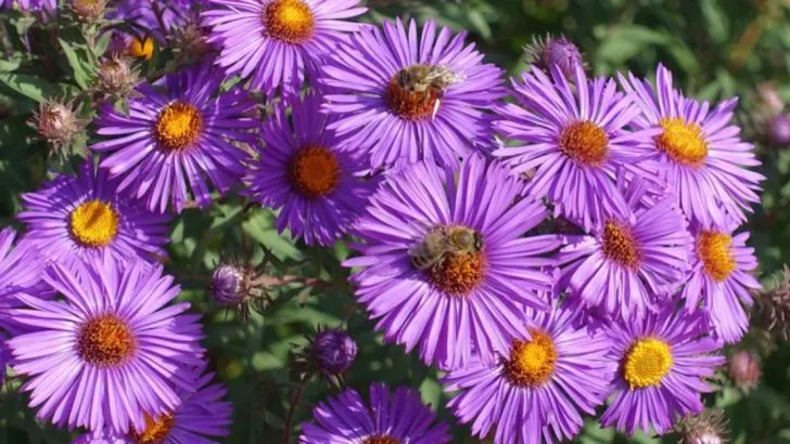 23 Native Plants Making a Comeback in the Midwest