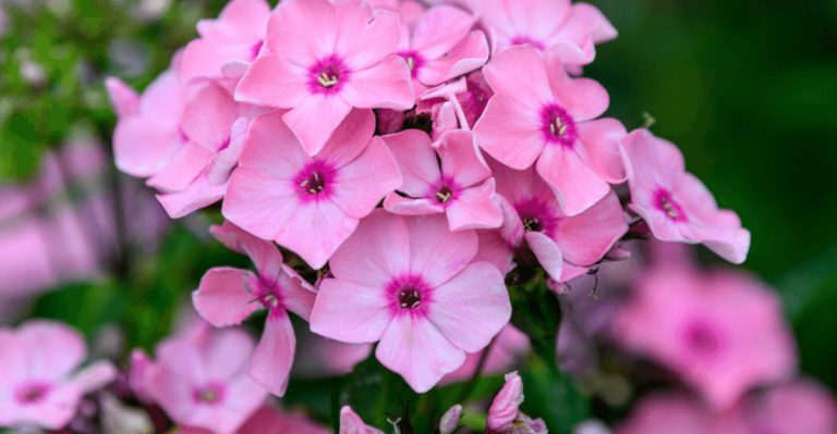 23 Perennial Plants That Thrive When Planted in Spring