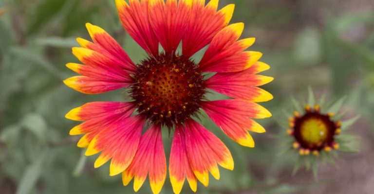 23 Perennials That Bloom Big In Their First Year
