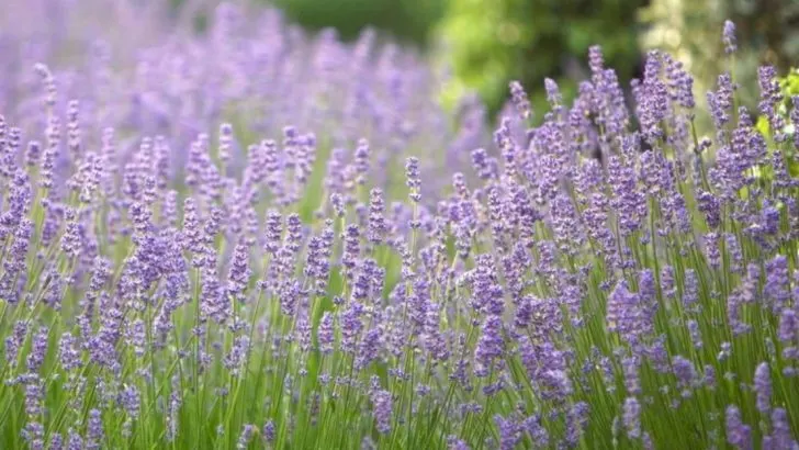 23 Plants That Naturally Repel Insects and Pests from Your Garden