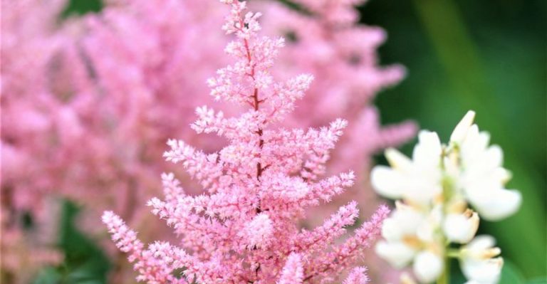 23 Shade-Loving Flowers To Start From Seed Now For A Stunning Summer Garden