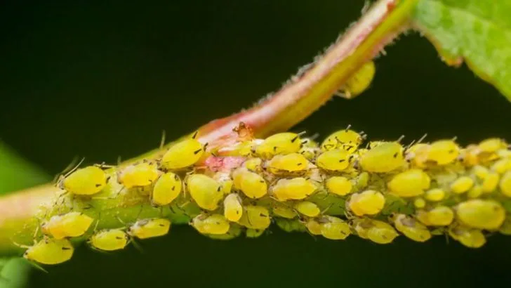 22 Sneaky Pests You Didn’t Know Were Ruining Your Garden (and How to Stop Them)